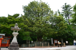 熊野速玉大社の梛（なぎ）の大木「Stone&Tea玉垣」