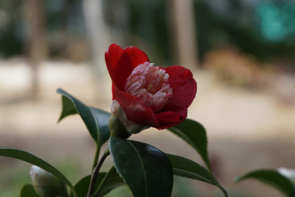 玉垣からの風景㊲椿の花と鶯の初鳴き