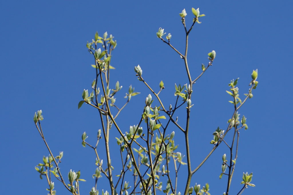 玉垣からの風景㊵芽吹きの季節