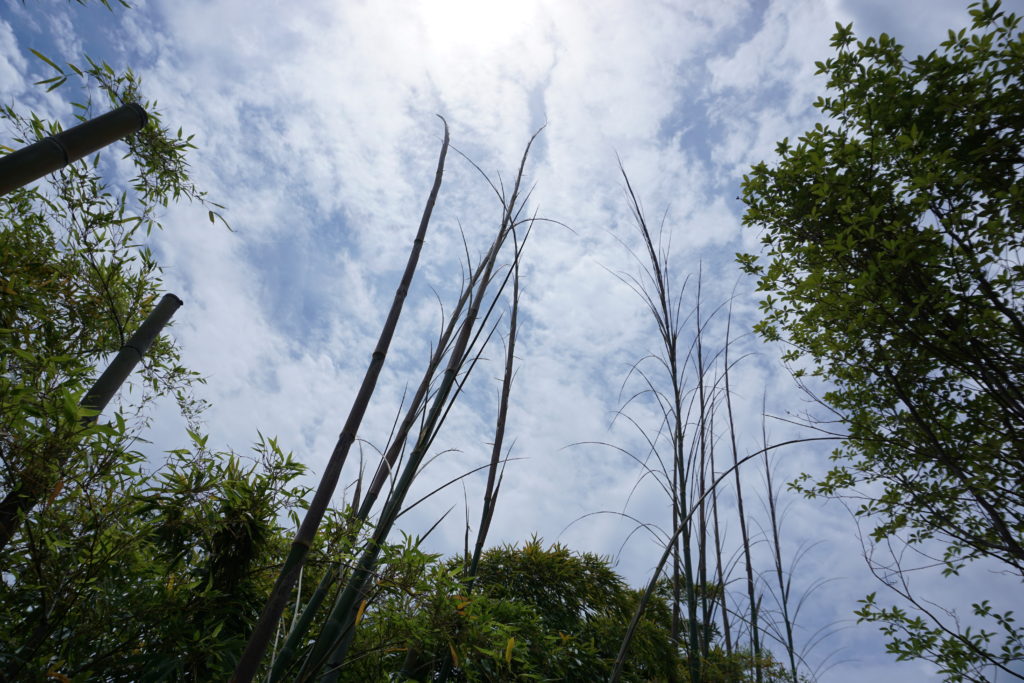 玉垣からの風景「天を突く竹」