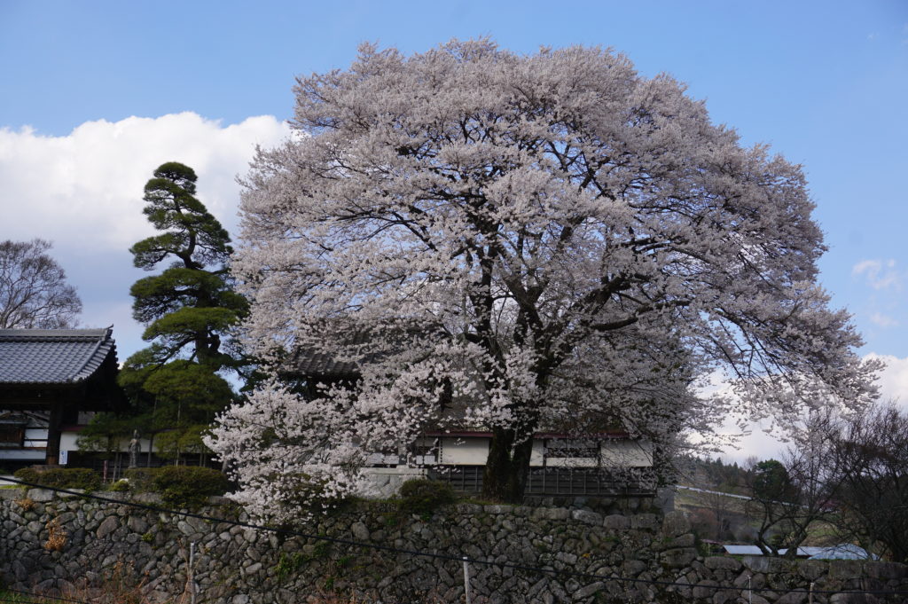 瑠璃寺の満開の桜