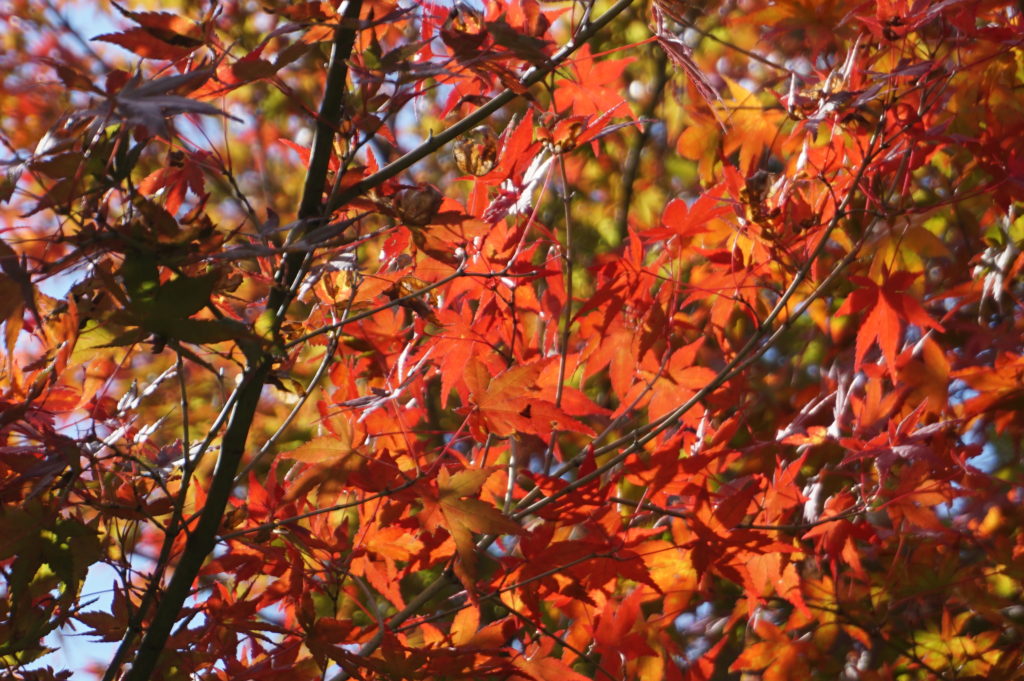 玉垣からの風景 晩秋 深まる秋