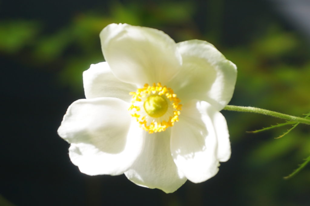 玉垣からの風景  秋明菊（シュウメイギク）とアメジストセージ