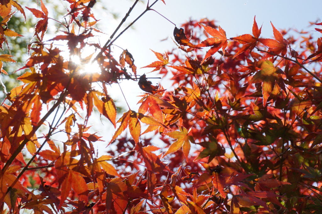 玉垣からの風景 立冬 紅葉