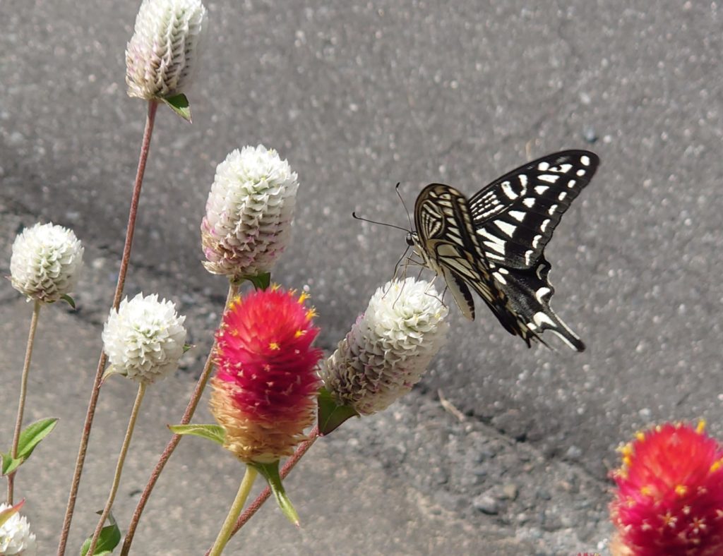 玉垣からの風景 アゲハ蝶と千日紅（ センニチコウ）