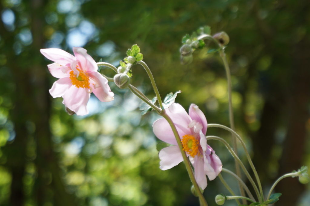 玉垣からの風景 秋明菊 （ シュウメイギク ）と 萩の花 01