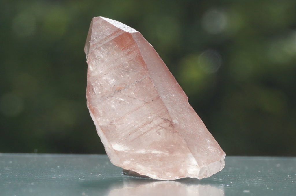 brazil-pink-lemurain38