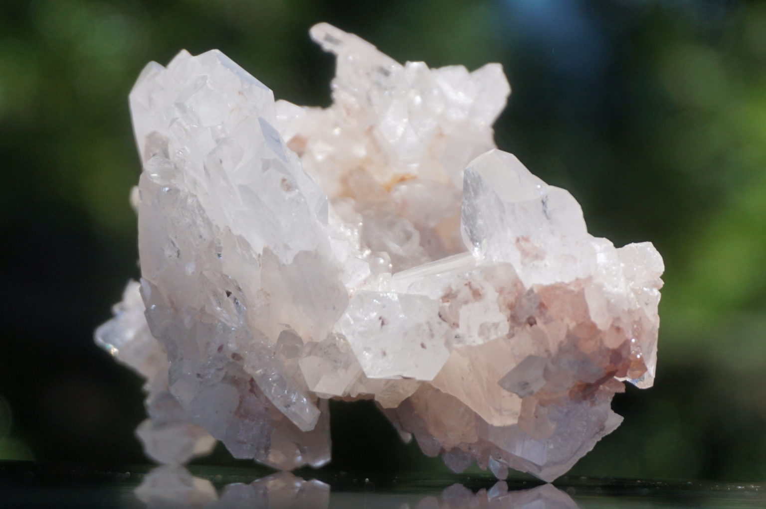 colombia-pink-lemurain15