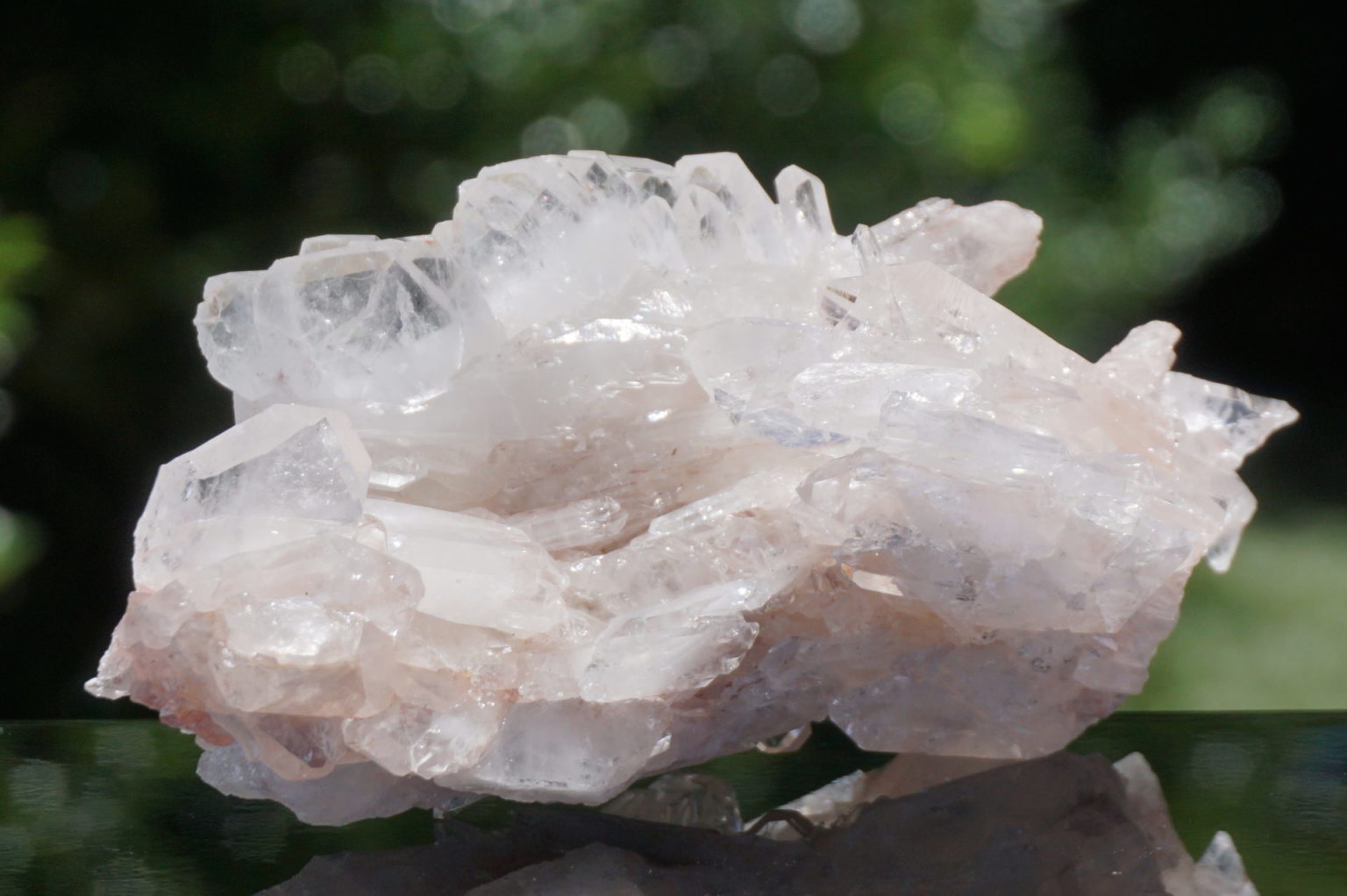 colombia-pink-lemurain15