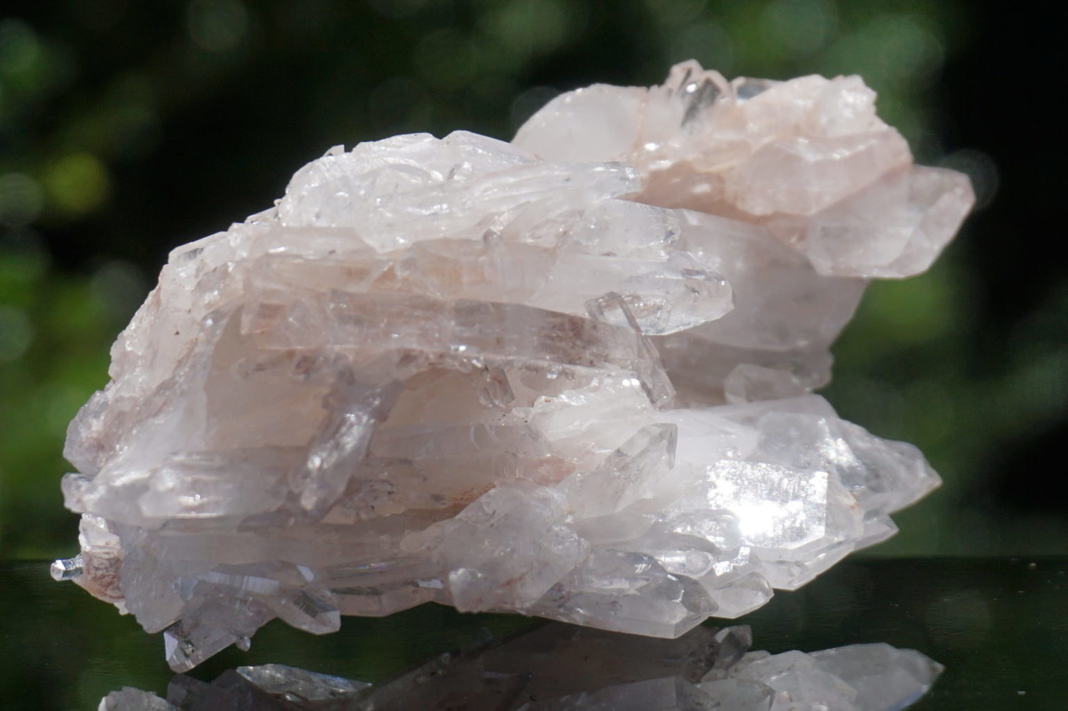 colombia-pink-lemurain15