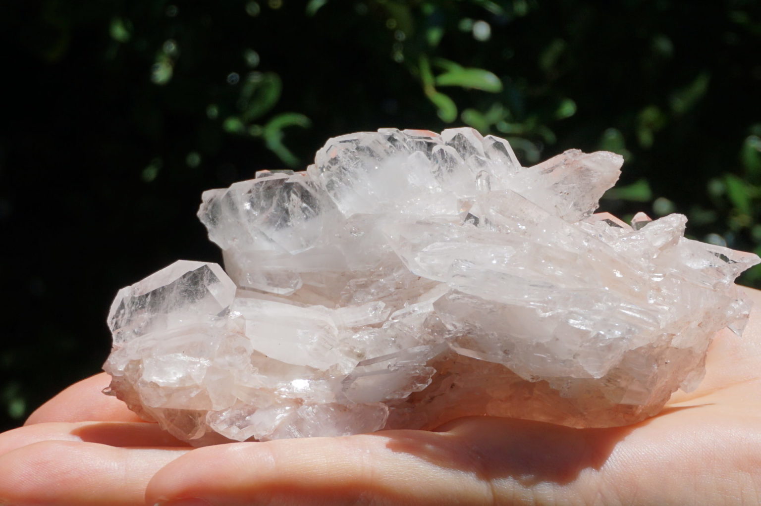 colombia-pink-lemurain15