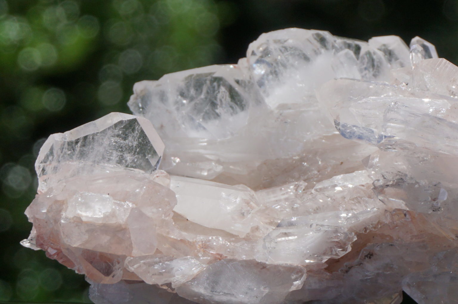 colombia-pink-lemurain15