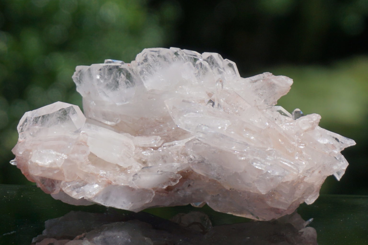 colombia-pink-lemurain15