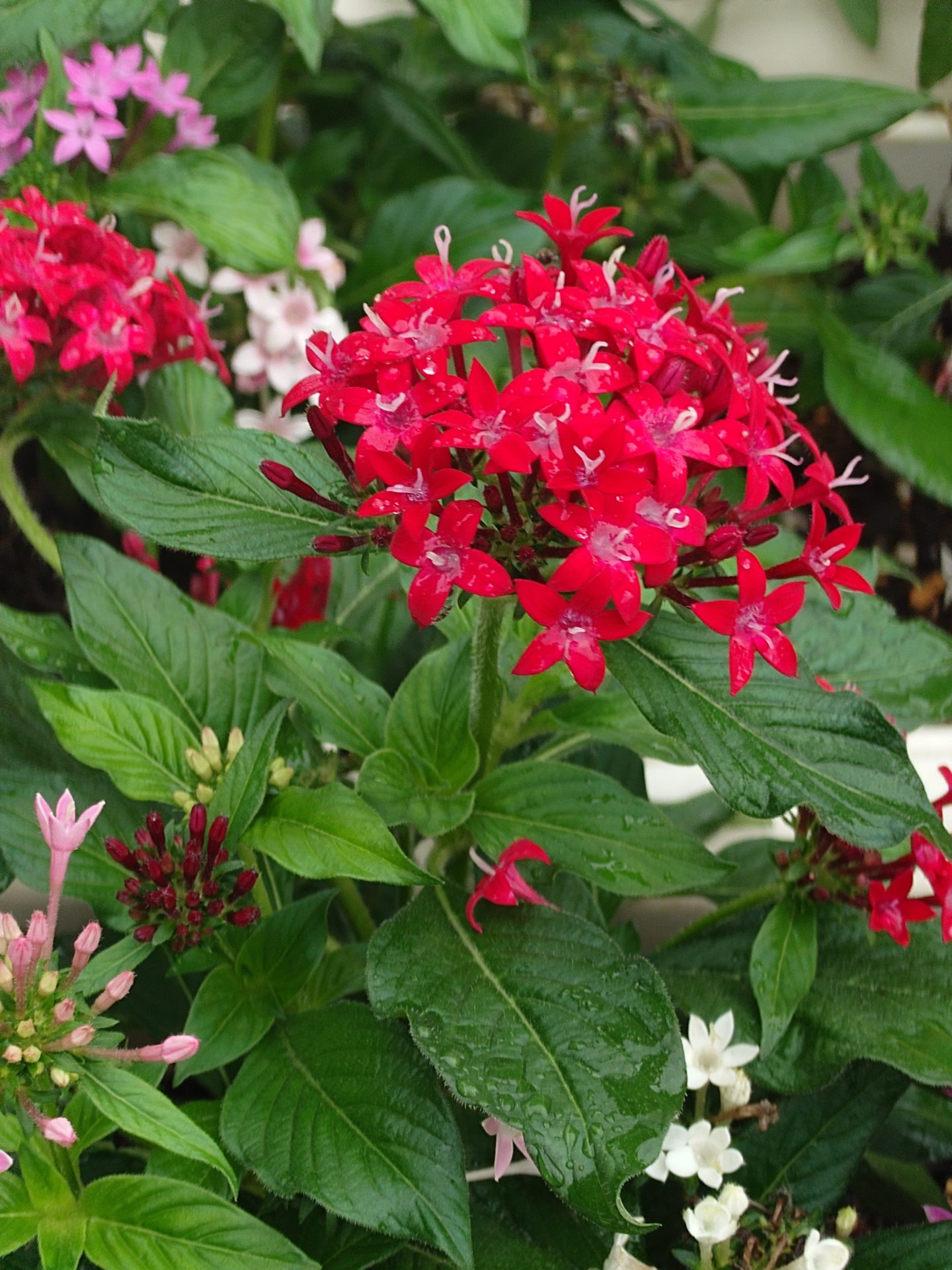 インスタライブのお知らせ