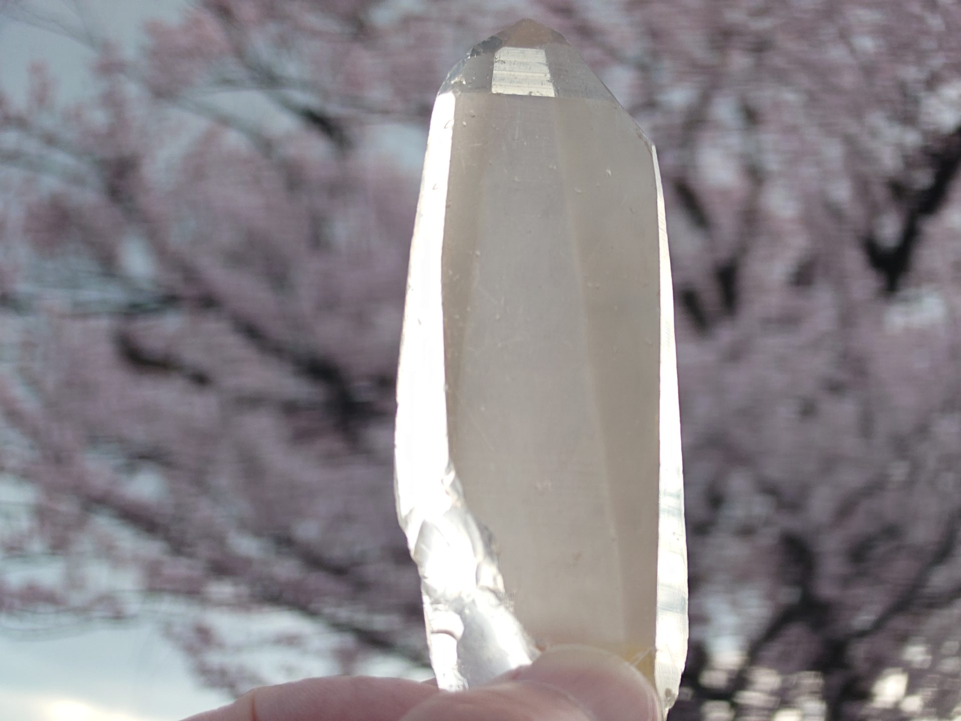 ★予告★長い眠りから満開の早春に届いた「ピンクレムリアン」