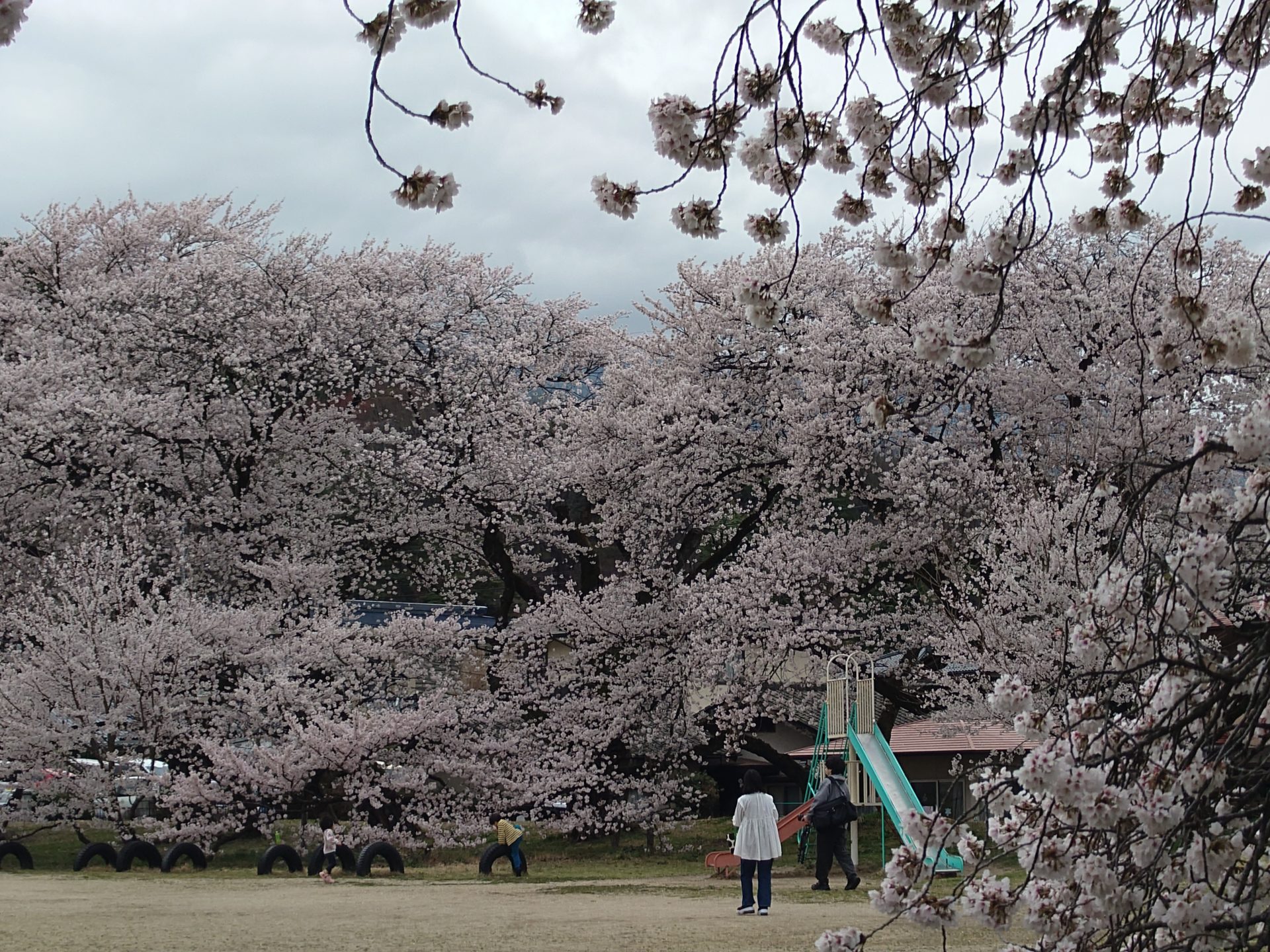 お客様からのご感想 2026.04（ピンクカルサイト）