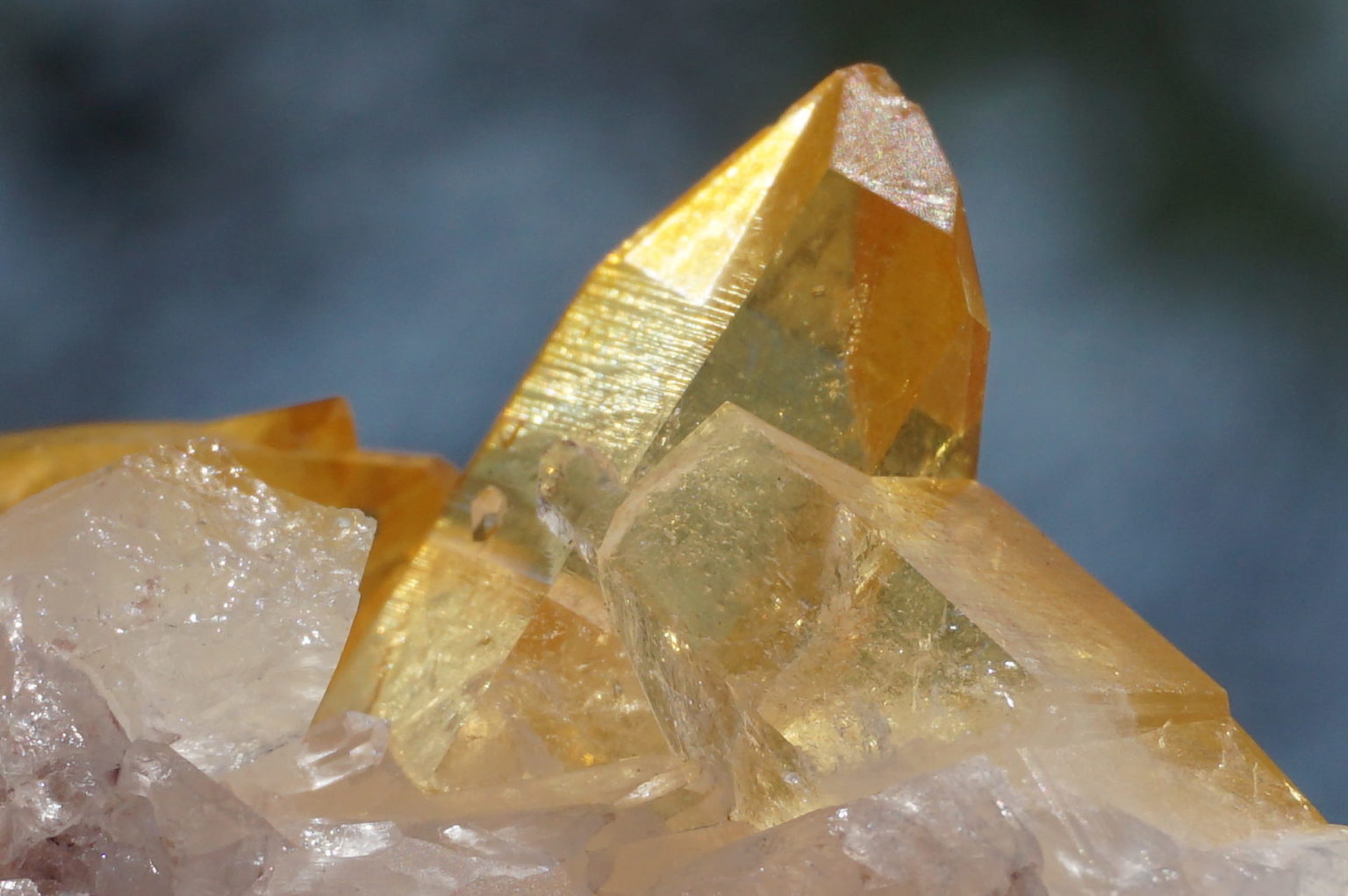 colombia-pink-goldenhealer-lemurain