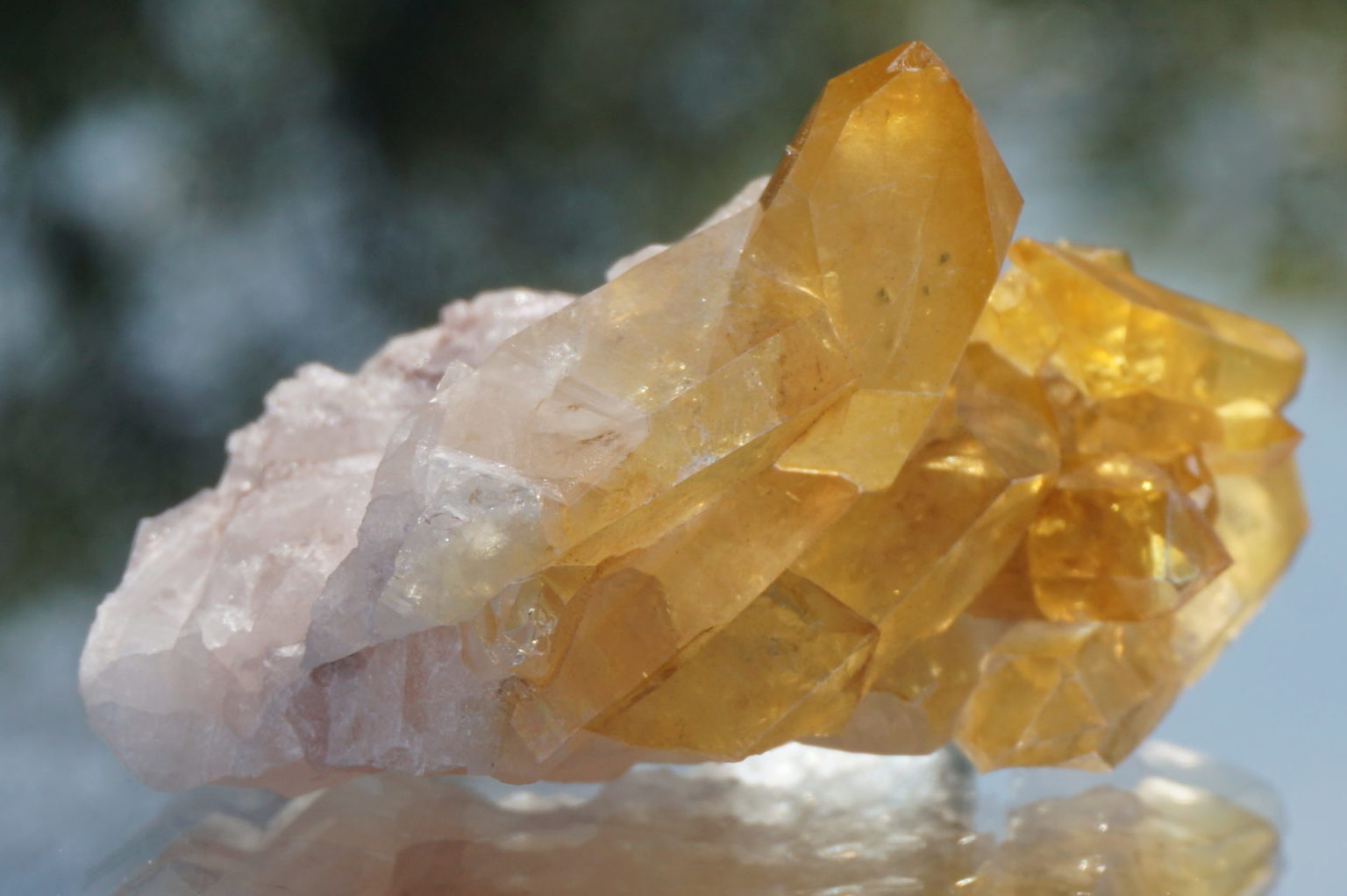 colombia-pink-goldenhealer-lemurain