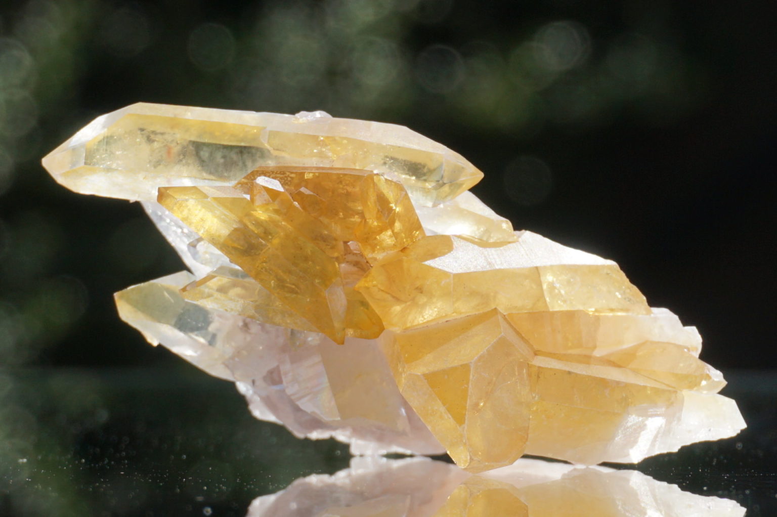 colombia-pink-goldenhealer-lemurain