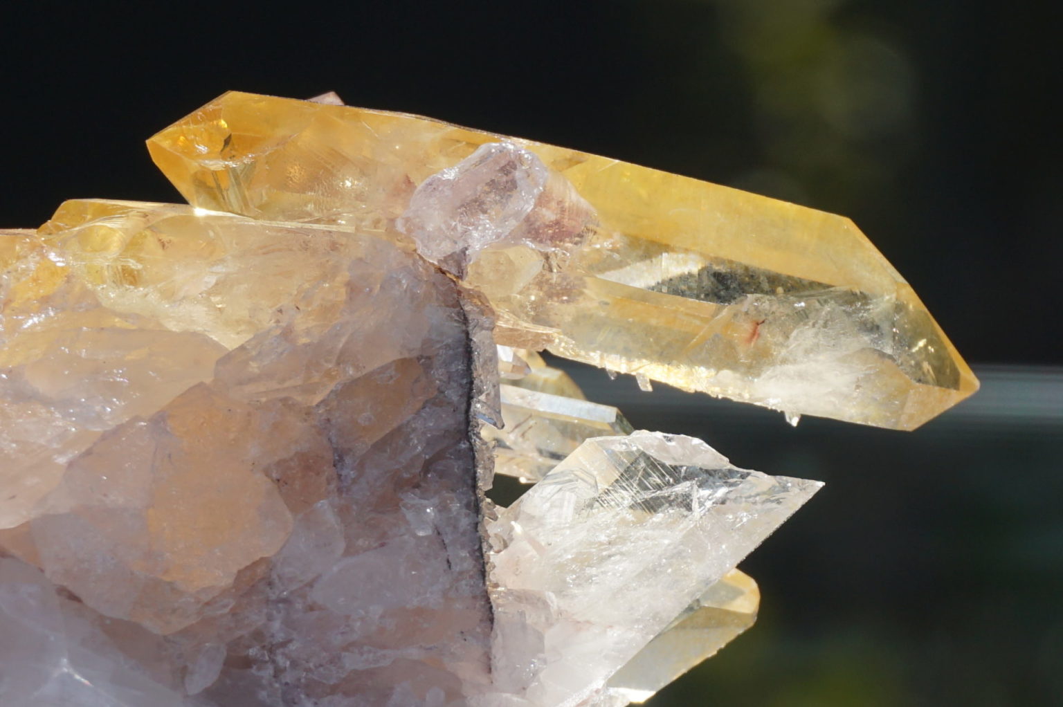 colombia-pink-goldenhealer-lemurain