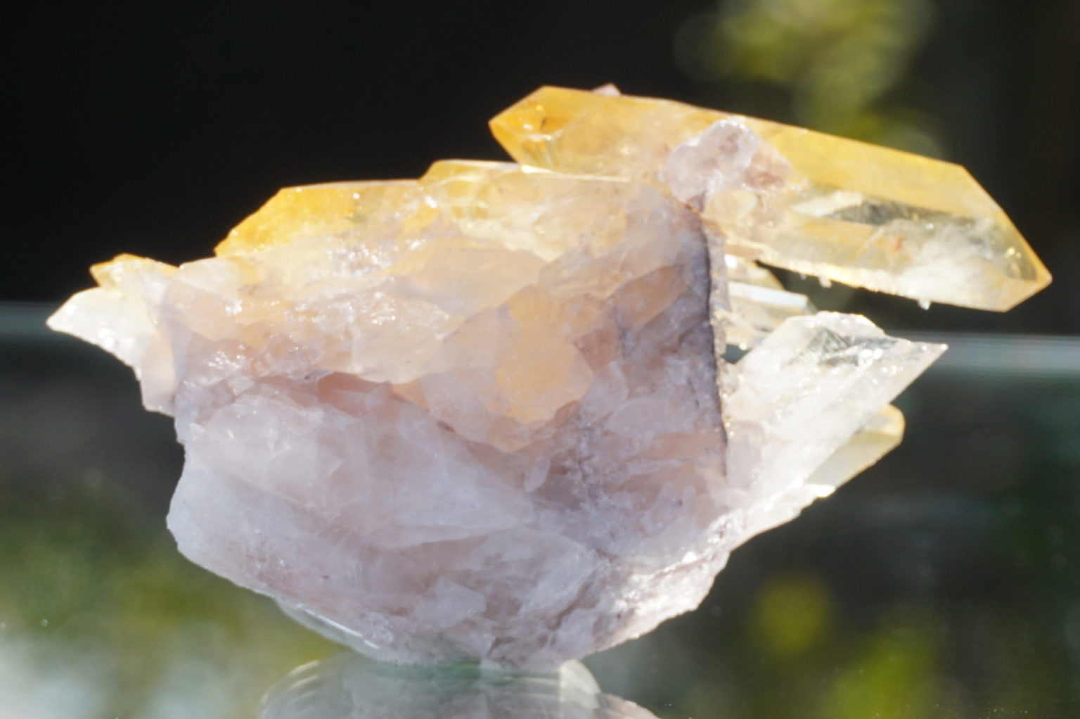 colombia-pink-goldenhealer-lemurain