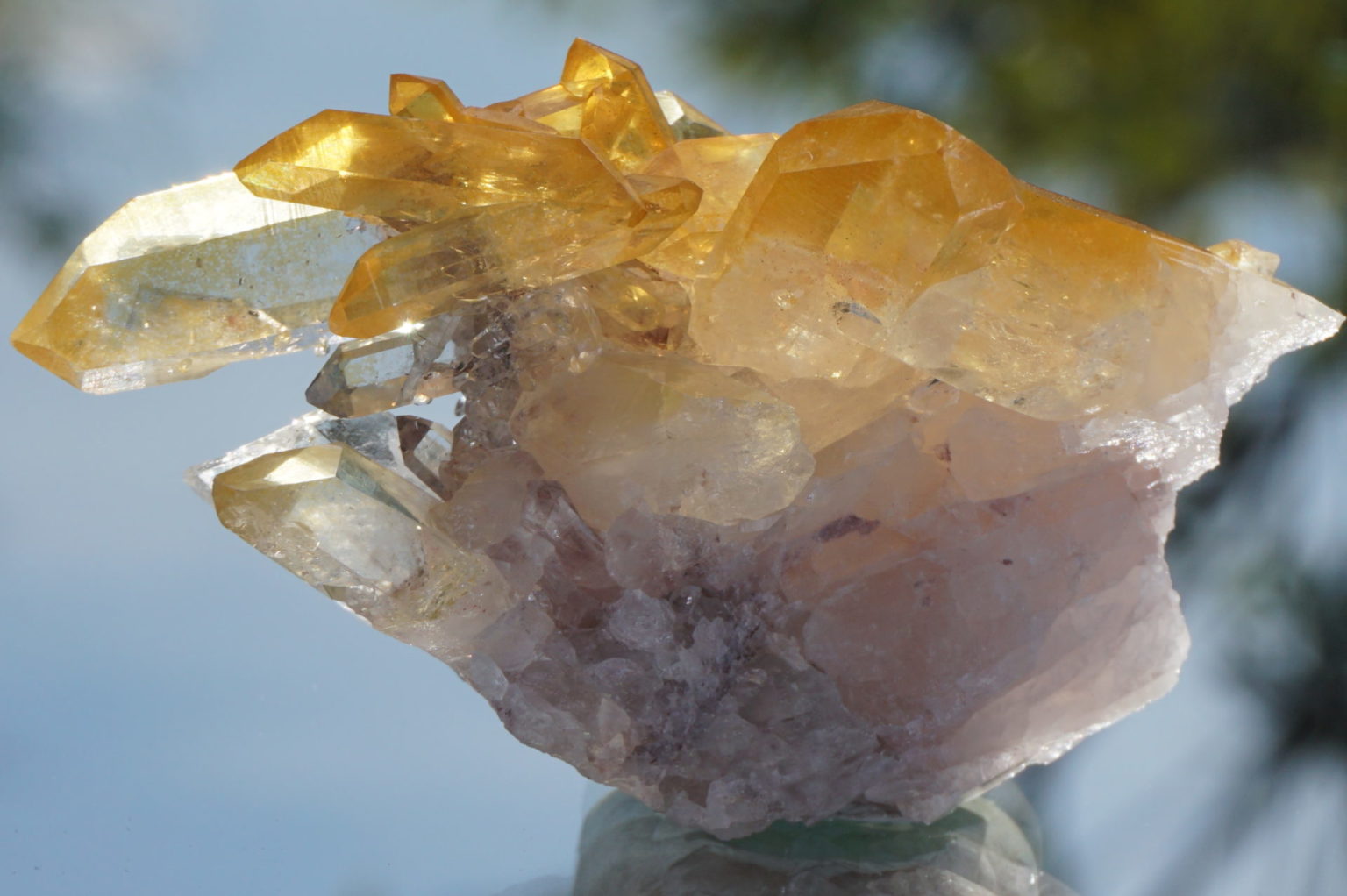 colombia-pink-goldenhealer-lemurain