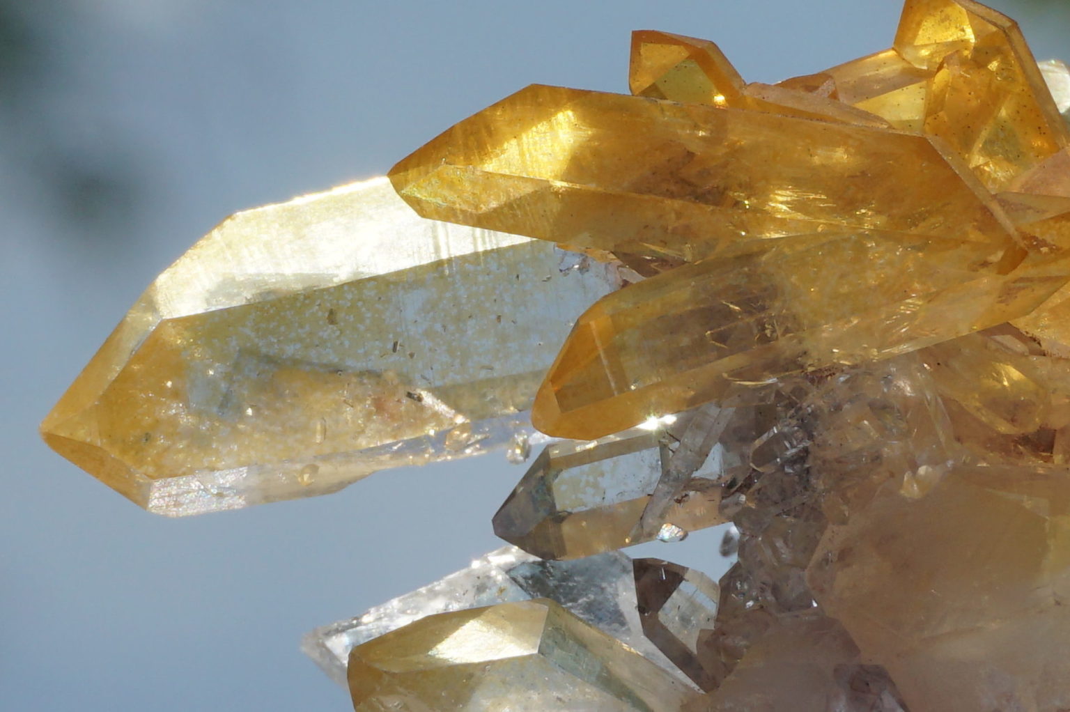 colombia-pink-goldenhealer-lemurain