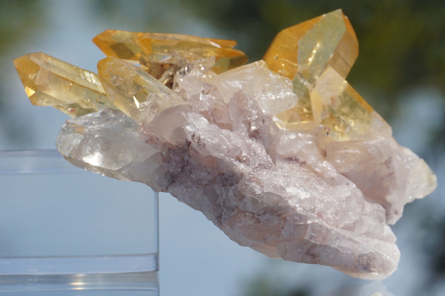 colombia-pink-goldenhealer-lemurain