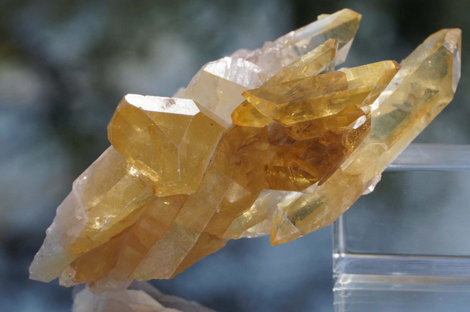 colombia-pink-goldenhealer-lemurain