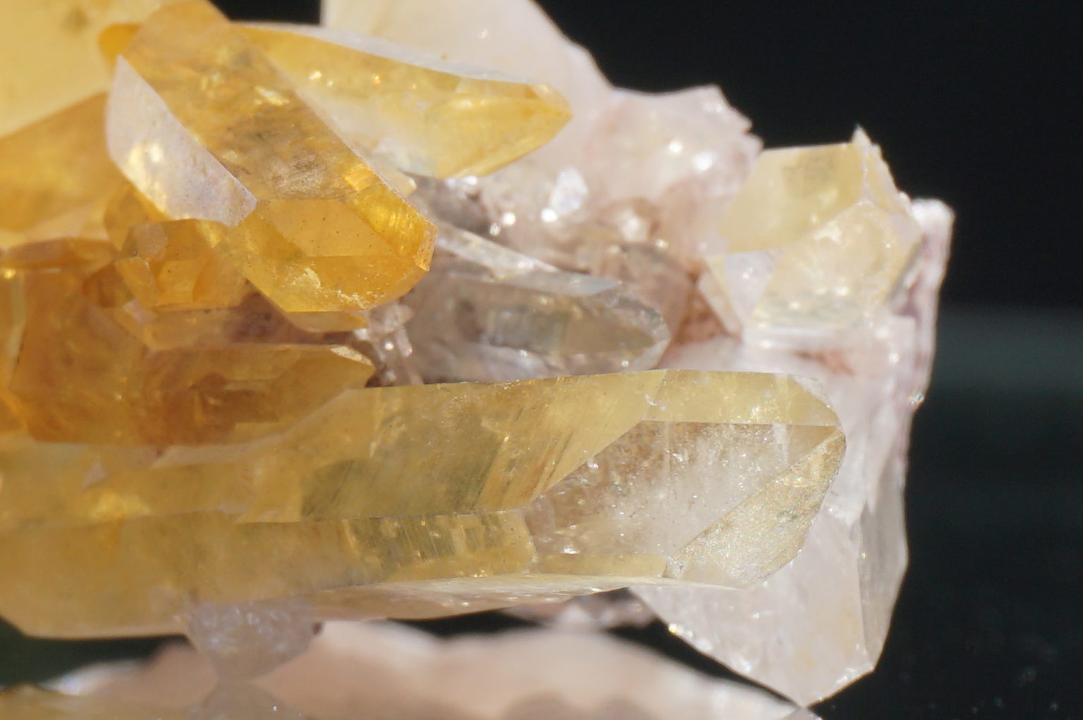 colombia-pink-goldenhealer-lemurain