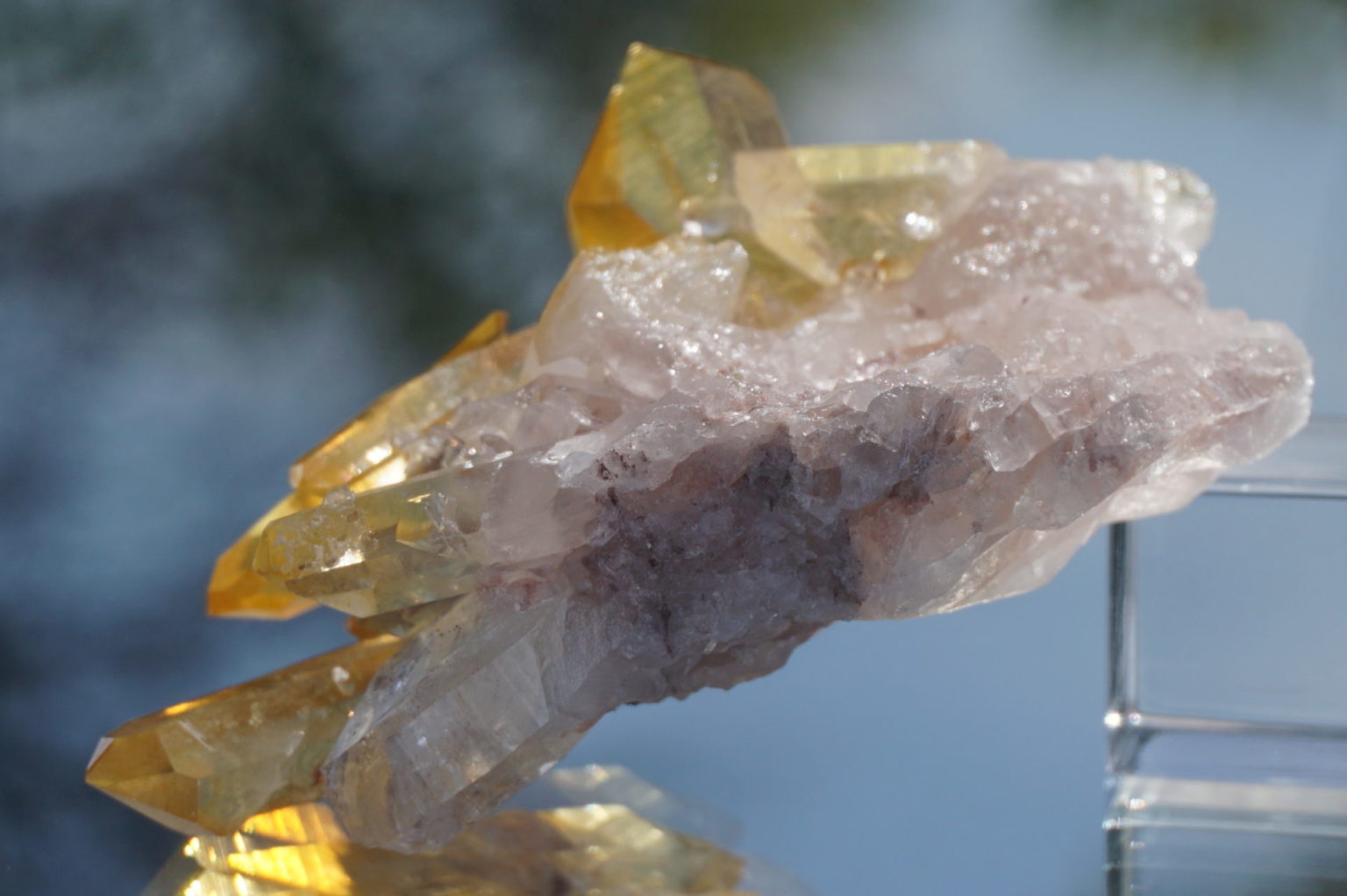 colombia-pink-goldenhealer-lemurain