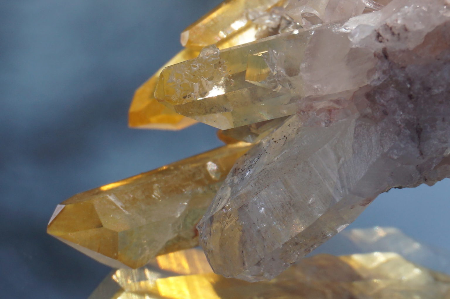 colombia-pink-goldenhealer-lemurain