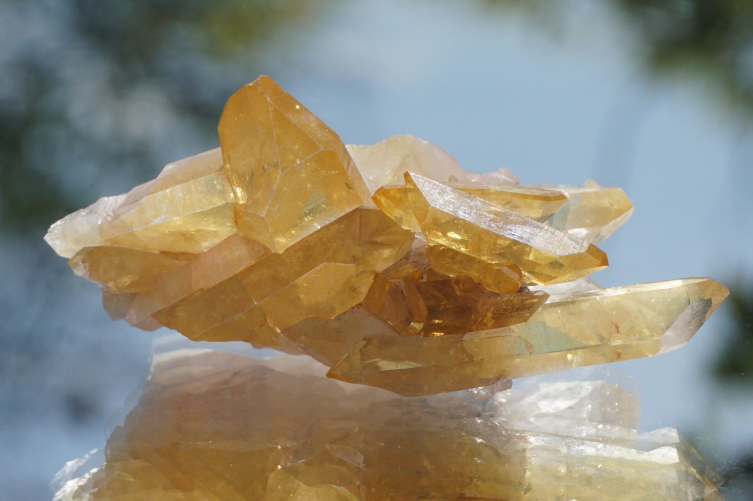 colombia-pink-goldenhealer-lemurain