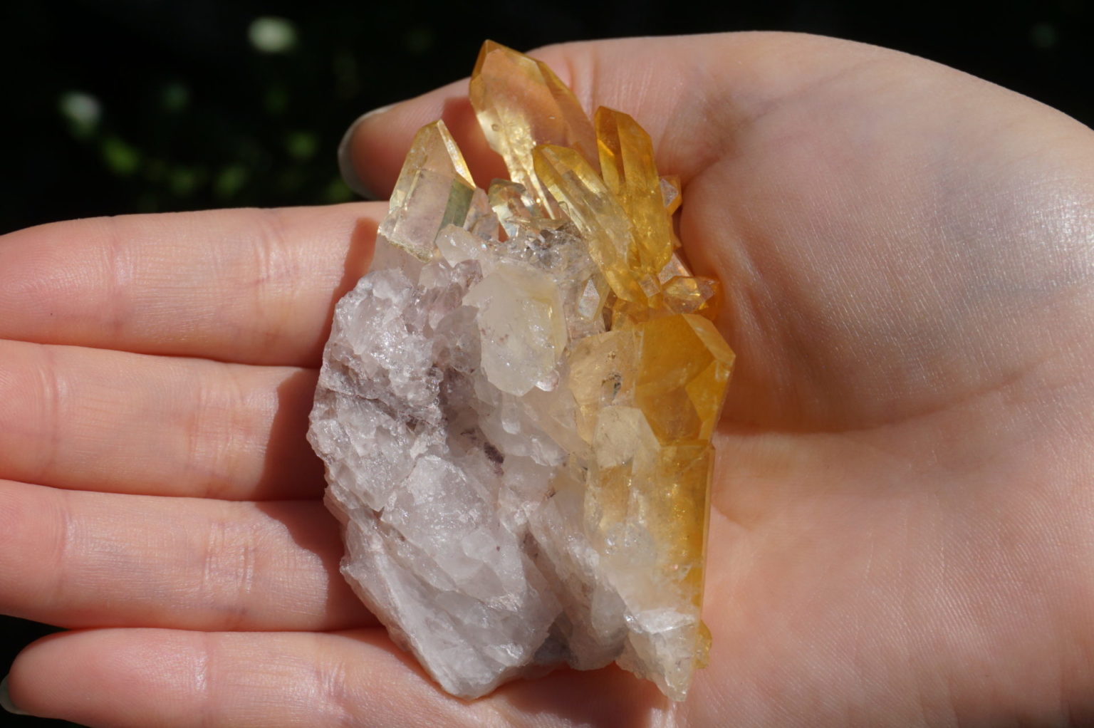 colombia-pink-goldenhealer-lemurain