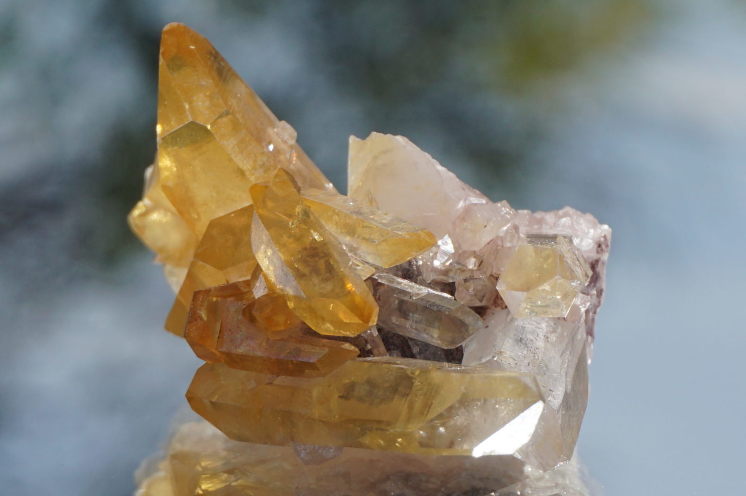 colombia-pink-goldenhealer-lemurain