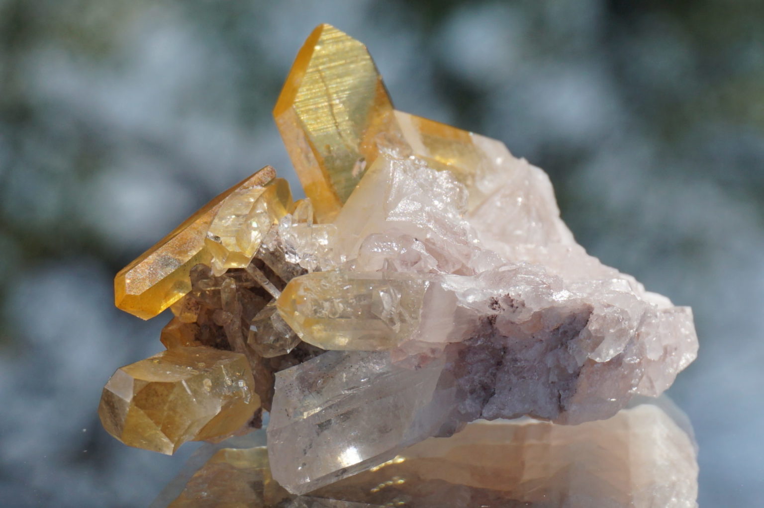 colombia-pink-goldenhealer-lemurain