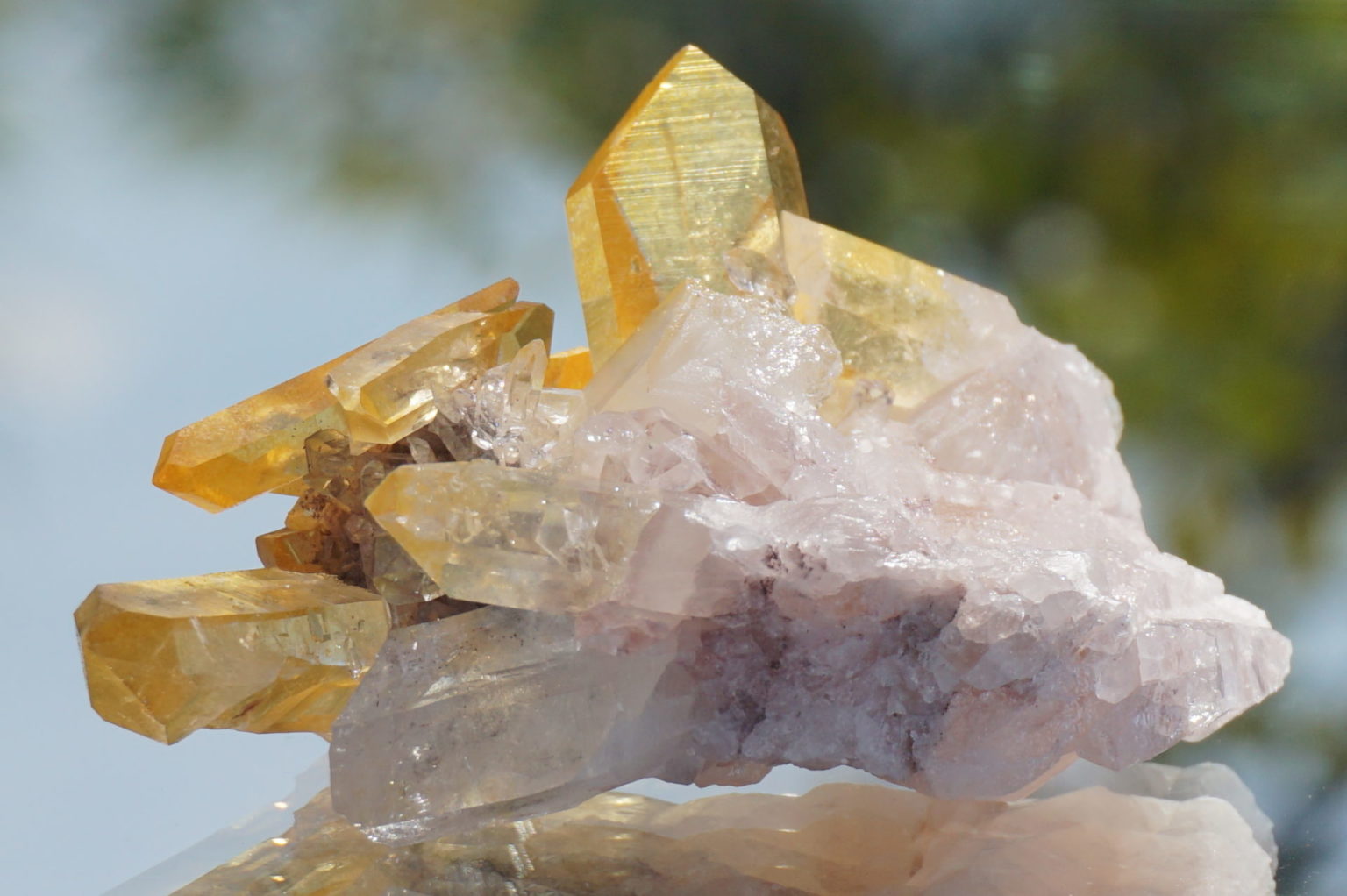 colombia-pink-goldenhealer-lemurain