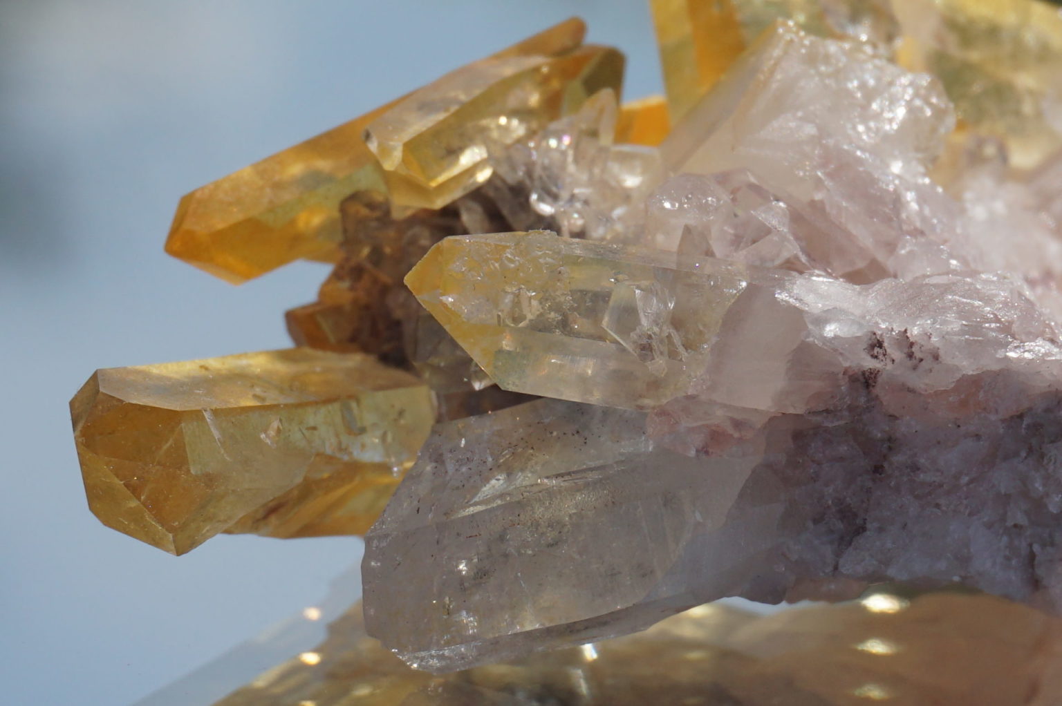 colombia-pink-goldenhealer-lemurain