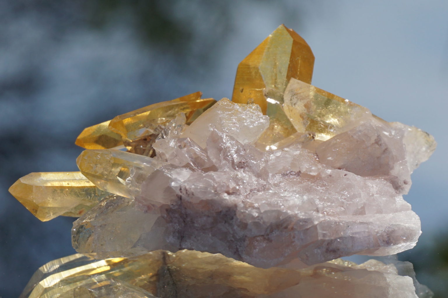 colombia-pink-goldenhealer-lemurain