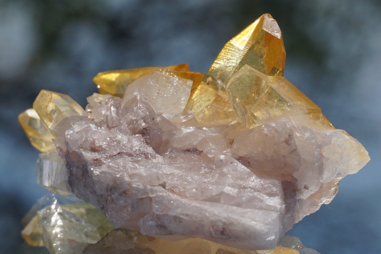 colombia-pink-goldenhealer-lemurain